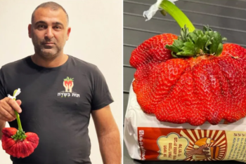 Фотография к новости: Гигантскую клубнику вырастили в Израиле