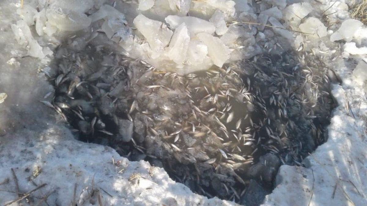  Комитет рыбного хозяйства Минэкологии