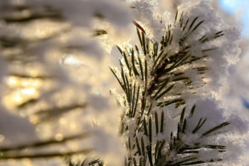 Фотография к новости: Туман и гололед ожидаются в Казахстане в ближайшие три дня