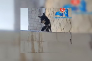 Фотография к новости: Собака прыгнула с пятого этажа на крышу магазина в Павлодаре