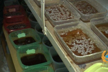 Фотография к новости: Студент-медик открыл нарколабораторию в Алматы