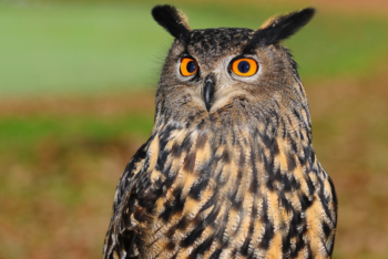 Фотография к новости: Краснокнижные филины ждут потомства в зоопарке Алматы