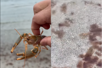 Фотография к новости: В Актау берег пляжа усыпан мёртвыми раками – блогер