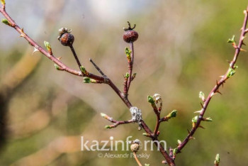 Фотография к новости: Какая погода ожидает казахстанцев 15 марта