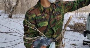 Голубь запутался в маске и сутки не смог спуститься с дерева в ВКО
