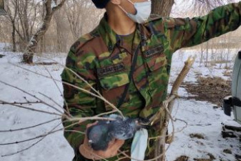 Фотография к новости: Голубь запутался в маске и сутки не смог спуститься с дерева в ВКО