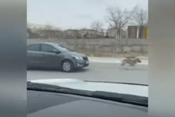 Фотография к новости: Расправу над собаками сняли на видео в Актау