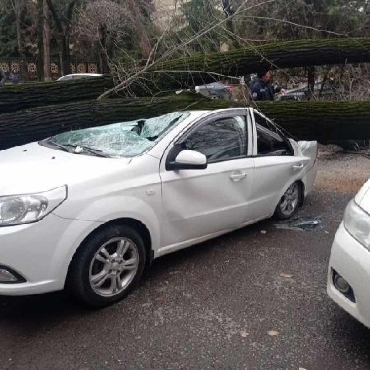 Дерево упало и раздавило машину возле тротуара в Алматы