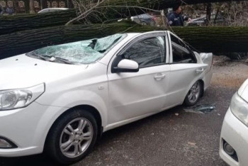 Фотография к новости: Дерево упало и раздавило машину возле тротуара в Алматы