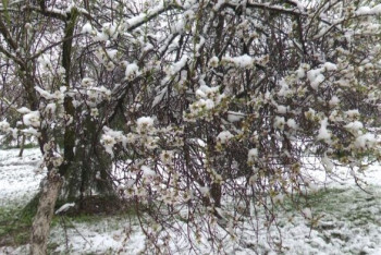 Фотография к новости: Фермеры Шымкента жгут костры ночами, чтобы спасти плодовые деревья