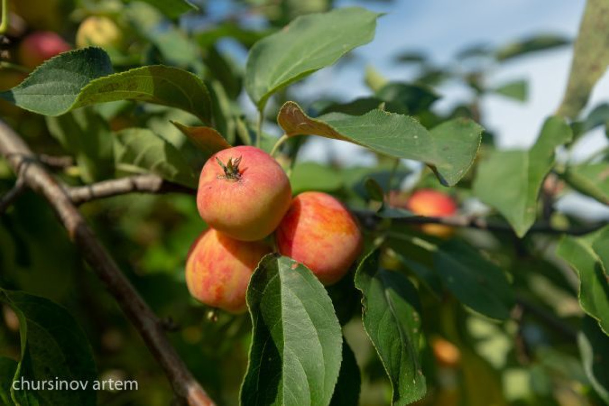 Артём Чурсинов