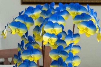 Фотография к новости: На Тайване вывели жёлто-синюю орхидею и назвали новый сорт "Украиной"