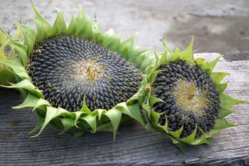 Фотография к новости: Полезные свойства семечек назвал диетолог