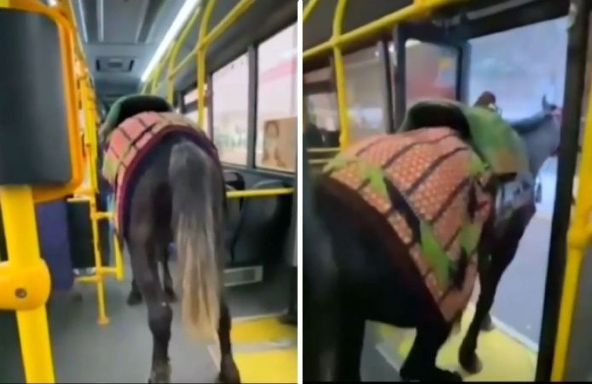 Перевозившего лошадь в автобусе мужчину оштрафовали в Алматы