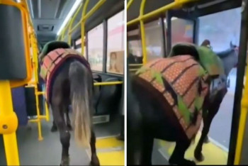 Фотография к новости: Перевозившего лошадь в автобусе мужчину оштрафовали в Алматы