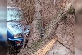 Фотография к новости: Стихия в Алматы: деревья упали на 25 автомашин