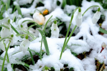 Фотография к новости: Казахстанцы почувствуют настоящую весну в начале апреля