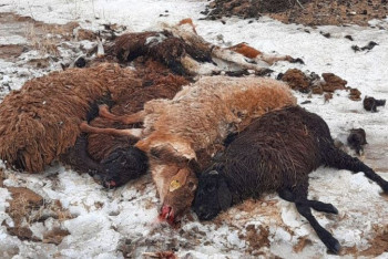 Фотография к новости: Скотина массово гибнет по неизвестным причинам в Атырауской области