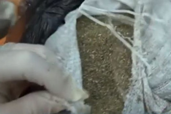 Фотография к новости: Больше 11 килограммов марихуаны изъяли из кабинета учителя английского языка в Семее