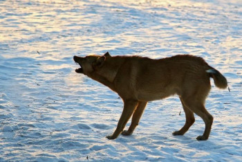 Фотография к новости: Один ребёнок погиб, другой в больнице — собака напала на детей в Карагандинской области