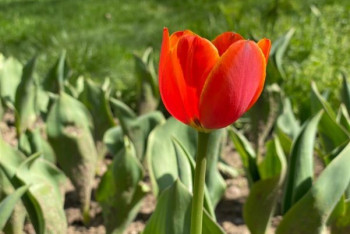 Фотография к новости: Первые тюльпаны зацвели в Шымкенте
