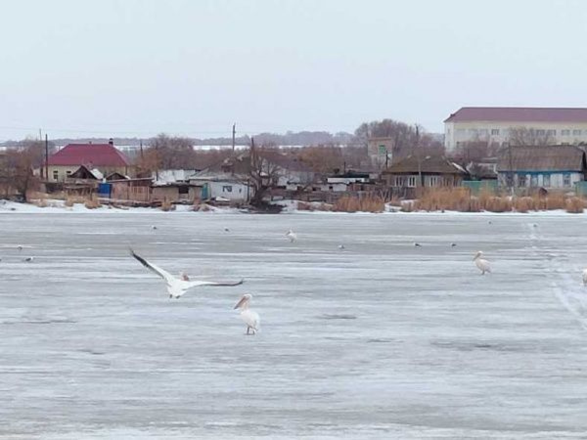 ayliekol.qostanai.media