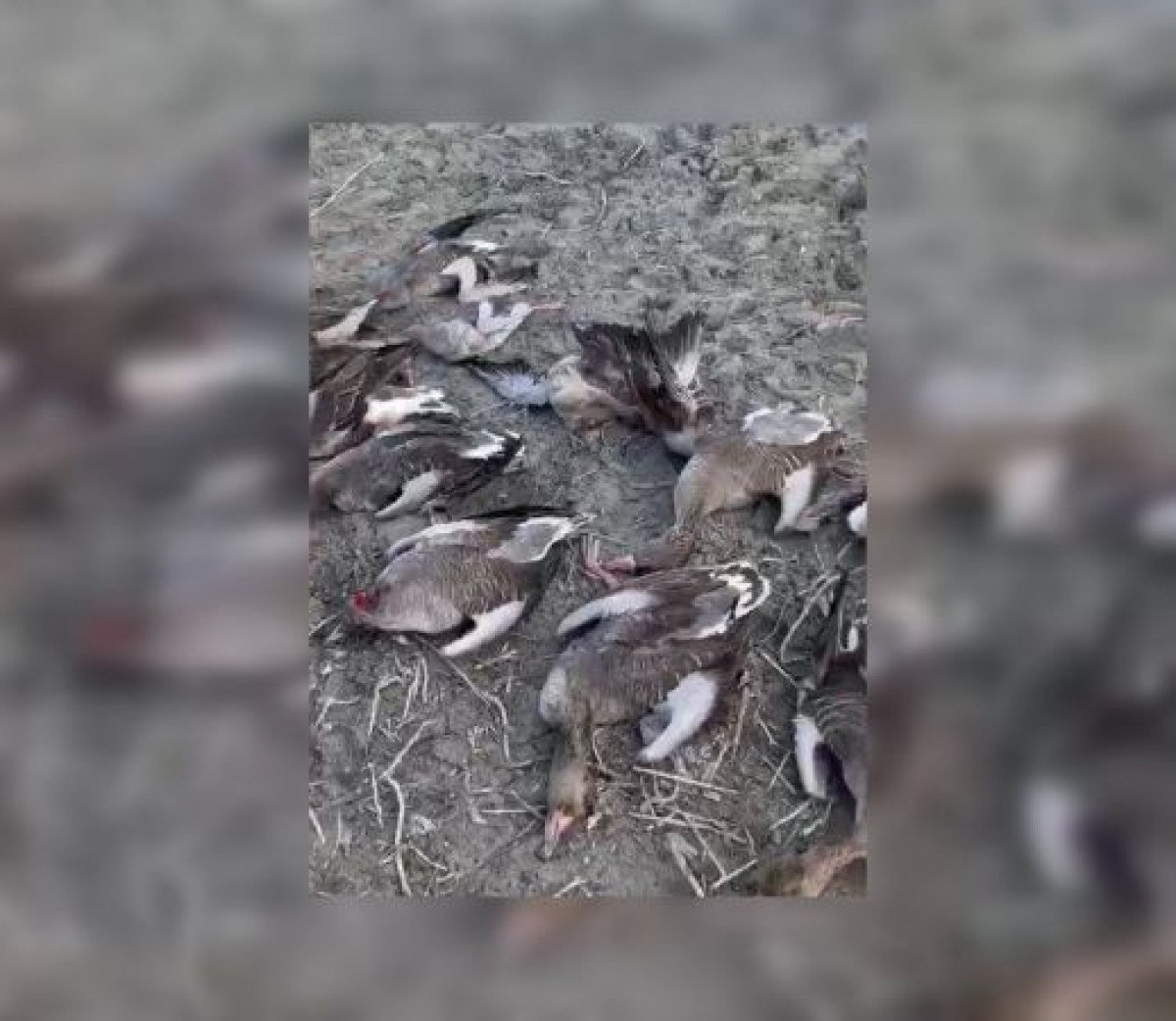 Туркестанские полицейские изъяли у браконьеров 26 туш диких птиц