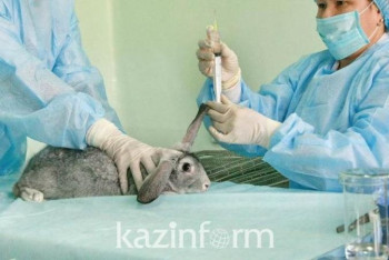 Фотография к новости: Единого дистрибьютора по закупу ветпрепаратов предлагают создать в Казахстане