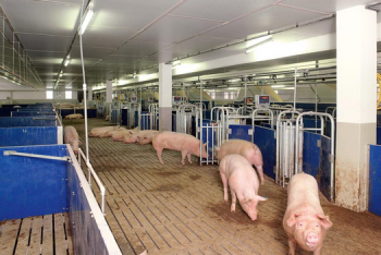 Фотография к новости: Соседством со свинофермой возмущены жители пригорода Усть-Каменогорска