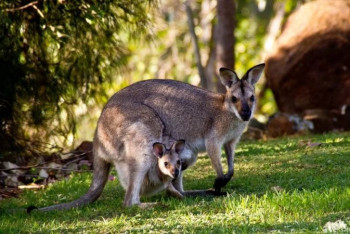 Фотография к новости: Кенгурёнок родился в зоопарке Алматы