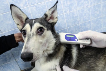 Фотография к новости: Алматинцам предлагают бесплатно чипировать своих собак и кошек