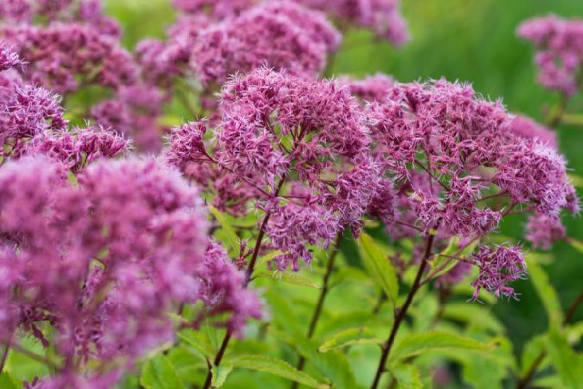 иллюстративное