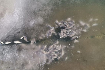 Фотография к новости: Гибель рыбы в водоёме Ботанического сада прокомментировали в столичном акимате