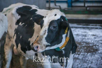 Фотография к новости: Глава МВД раскритиковал полицейских Кызылординской области за бездействие в отношении скотокрадов