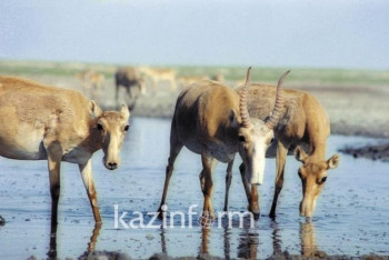 Фотография к новости: Резерват для сайгаков создадут в ЗКО