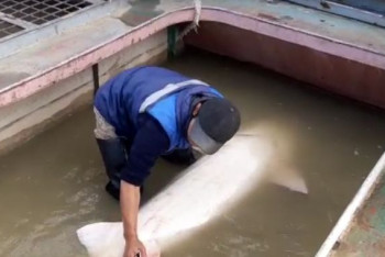 Фотография к новости: Гигантскую белугу весом около 200 килограммов выловили в Атырау