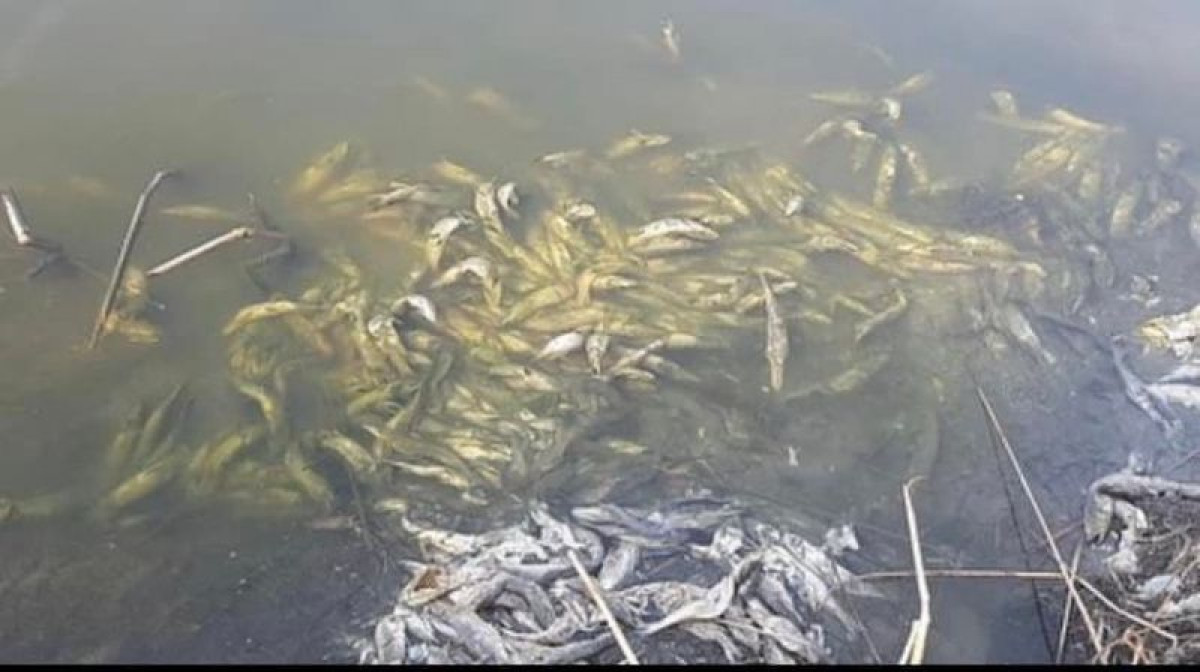 Комитет рыбного хозяйства МЭГПР