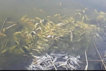 Фотография к новости: Гибель речной рыбы в Павлодарской области обещали расследовать в Минэкологии