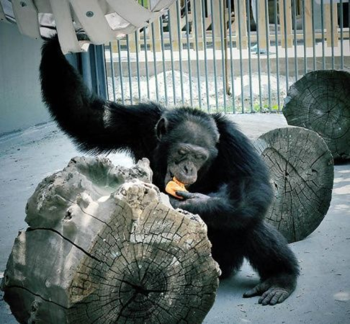 Алматинский зоопарк