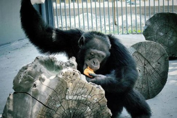 Фотография к новости: Видео погони за сбежавшим из клетки алматинского зоопарка шимпанзе появилось в Сети