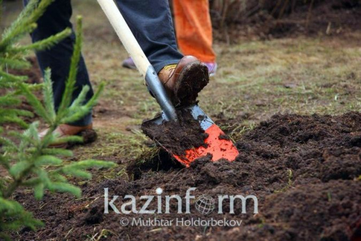 В Нур-Султане посадят свыше 12 тысяч деревьев