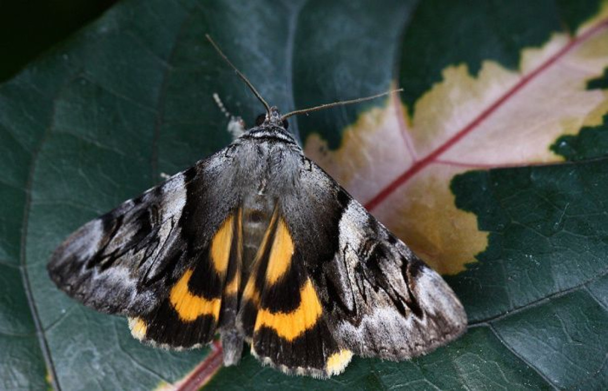 из открытых источников