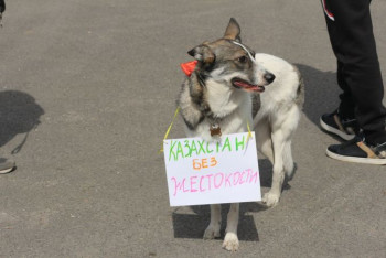 Фотография к новости: "Мы должны говорить об этом" − митинг за права животных прошёл в Нур-Султане