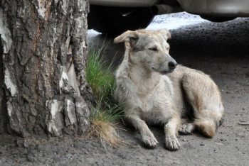 Фотография к новости: Собака напала на 11-летнего ребёнка в Акмолинской области
