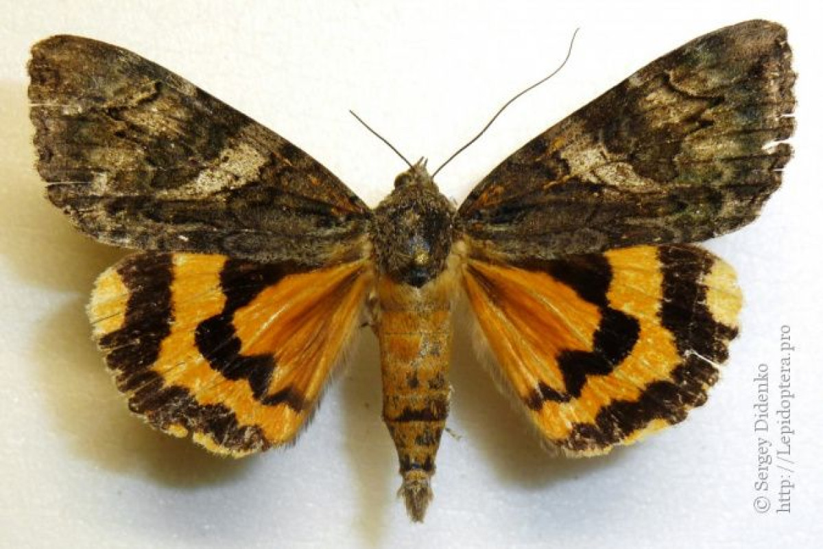 insecta.pro