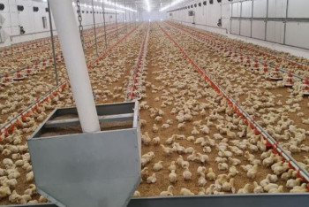 Фотография к новости: В Казахстане хотят построить ещё 23 птицефабрики к 2025 году