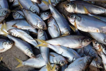 Фотография к новости: Жители СКО опасаются, что погибшая в озере рыба попадёт на прилавки