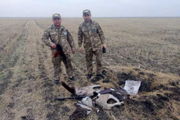 Фотография к новости: Двух краснокнижных журавлей подстрелили в Костанайской области