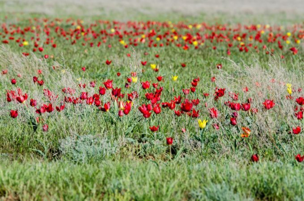 из открытых источников