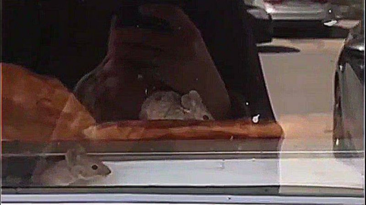 скриншот видео